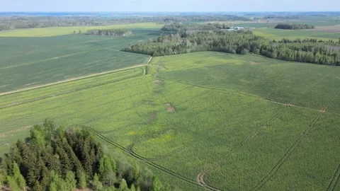 Drone flight above fields and forests Stock Footage 155695694