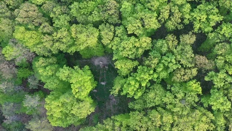 Drone flight above forest campfire and dense spring tree foliage, 4K 스톡 동영상 107382849
