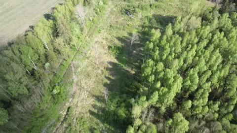Drone flight above forest with a clearing Stock Footage 155695677