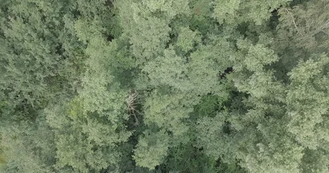 DRONE FLIGHT ABOVE FOREST Video stock 112256225