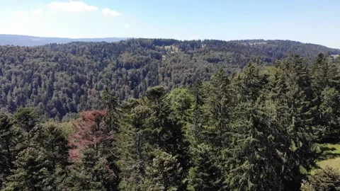 Drone flight above forest Video stock 138379111
