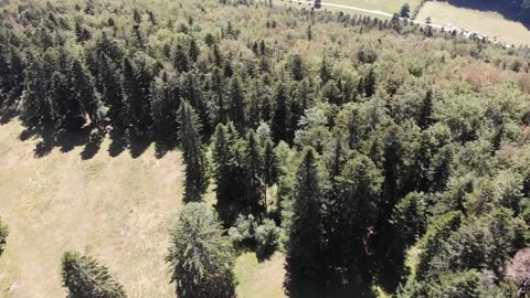 Drone flight above forest Video stock 138385442