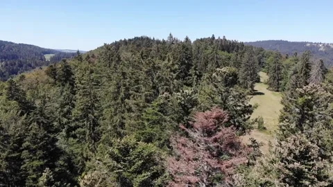 Drone flight above forest Video stock 138385503