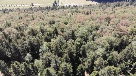 Drone flight above forest Video stock 138385550