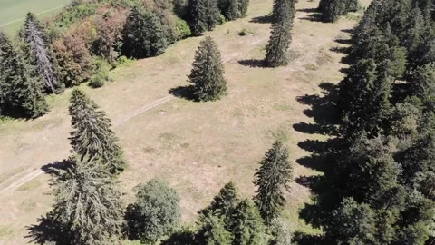 Drone flight above forest Video stock 138385579