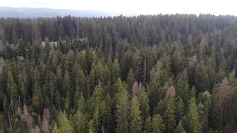 Drone flight above forest Video stock 138386636