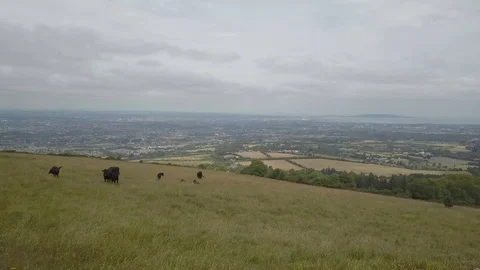 Drone flight above grass and cows Aerial Ireland 4k Stock Footage 96025539