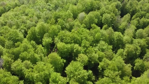 Drone flight above a green spring forest with fresh leaves. Stock Footage 335469847