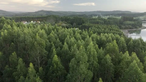 Drone flight above lagoon and trees during golden hour Stock Footage 323953282
