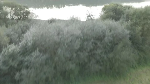 Drone flight above lagoon and trees during golden hour Stock Footage 323953307
