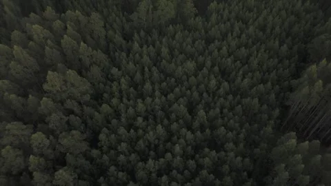 Drone flight above lagoon and trees during golden hour Stock Footage 323955677