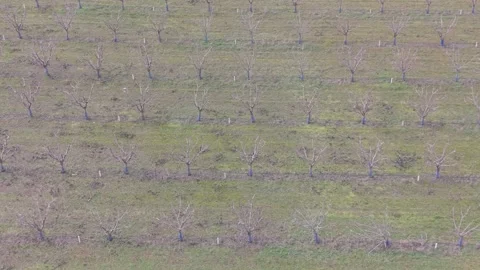 Drone Flight Above Leafless Fruit Trees Plantation Stock Footage 328829031
