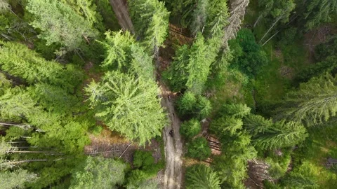 Drone flight above Mountain biking group through a scenic pine forest trail 動画素材 346906186