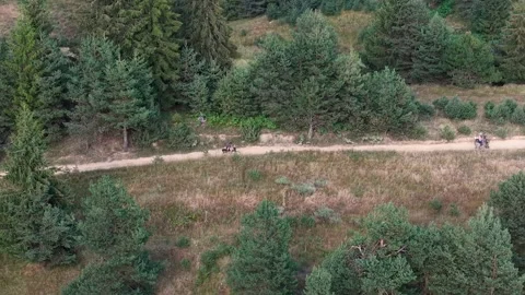 Drone flight above Mountain biking group through a scenic pine forest trail Video stock 346906952