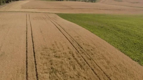 Drone flight above ripe wheat field with visible tractor trail Stock Footage 335858988