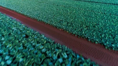 Drone Flight Above Rows of Beautiful Green Field Stock Footage 121442171