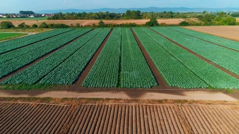 Drone Flight Above Rows of Green Field being Watered Видео 120693323