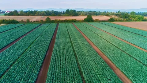 Drone Flight Above Rows of Green Field  Видео 124054238