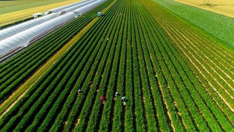 Drone Flight Above Rows of Lush Green Field with Workers  Видео 124052904