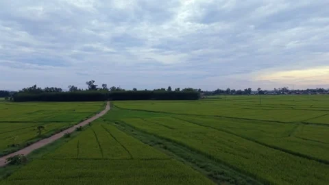 Drone Flight Above Rural Road and Green Rice Fields Under Dramatic Cloudy Sky Stock Footage 341392247