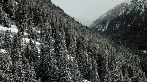 Drone flight above snow covered fir forest in winter. Stock Footage 107087866