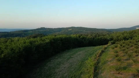 A drone flight above trees and grass on mountain Bukulja in late afternoon Stock Footage 260009004