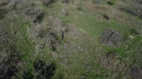 Drone flight above trees with blossom flowers Stock Footage 89731263