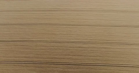 Drone flight above Wheat field combine tracks of the harvester horizontal Stock Footage 204927740
