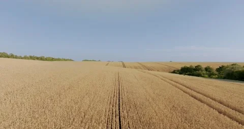 Drone flight above Wheat field combine tracks of the harvester vertical Stock Footage 204928068