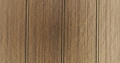 Drone flight above Wheat field combine tracks of the harvester vertical Stock Footage 204928692