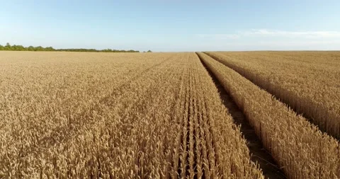 Drone flight above Wheat field combine tracks of the harvester vertical move Stock Footage 204932347