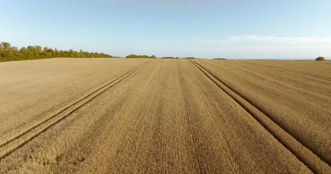 Drone flight above Wheat field combine tracks of the harvester horizontal move Stock Footage 204932358
