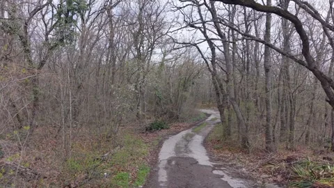 Drone Flight Above Winding Forest Road Through Quiet Woodland Nature Landscape 库存影片 332773359