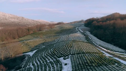 Drone flight above winter tea glade landscape Stock Footage 101835035