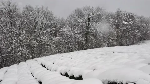 Drone flight above winter tea plantation landscape. Snow covered plants. Winter Vidéo 149683617