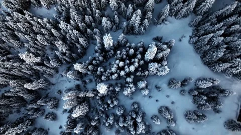 Drone flight above winter treess covered with snow. Stockbeeldmateriaal 236923090