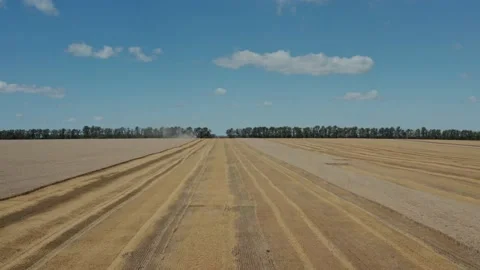 Drone Flight above Yellow Wheat Field. Rural Aerial View of Crop Harvest. Summer Stock Footage 233603909