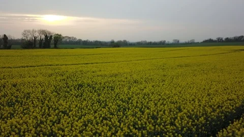 Drone flight across a yellow field towards a beautiful sunset 스톡 동영상 108692389