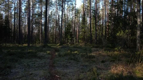 Drone flight ahead over a path in a coniferous sunny forest. Stock Footage 163698201