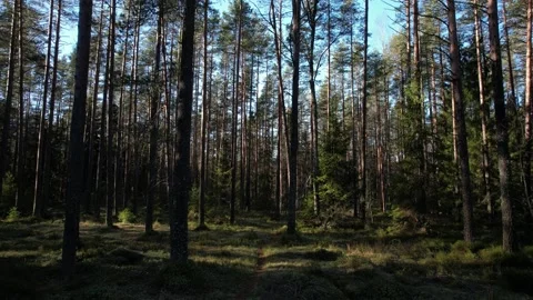 Drone flight ahead over a path in a coniferous sunny forest. Stock Footage 163698973