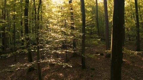 Drone Flight along fall colored tree upwards Stock Footage 142005737