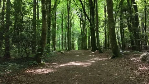 Drone Flight Along Forest Path in Oughaval Woods Laois 库存影片 340008008