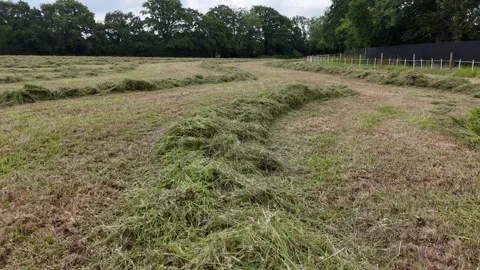 Drone flight along grass ridges in freshly pasture aerial Stockbeeldmateriaal 294684952