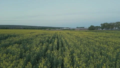 Drone Flight Along Rapeseed Rows in Spring Field Vídeo Stock 341768110