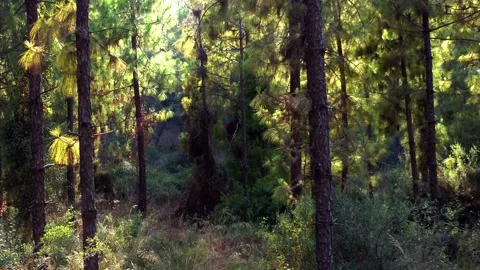 Drone flight along the ryam between trees in a coniferous forest Stock Footage 165792978
