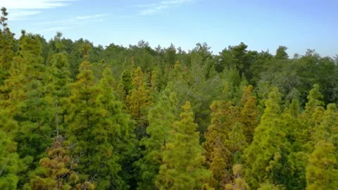 Drone flight along the ryam between trees in a coniferous forest Stock Footage 237808686