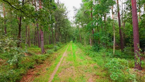 Drone Flight Along Straight Forest Path Stock Footage 345425670