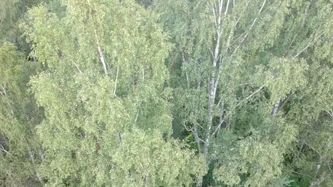 Drone flight among the treetops Stock Footage 113764224