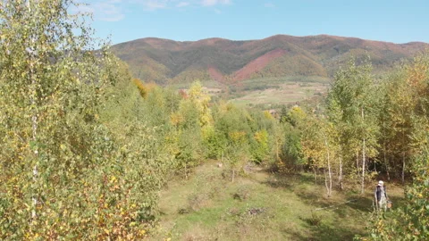 Drone flight among young birches Stock Footage 163082759
