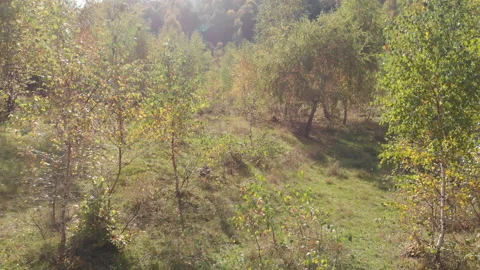 Drone flight among young birches Stock Footage 196121063